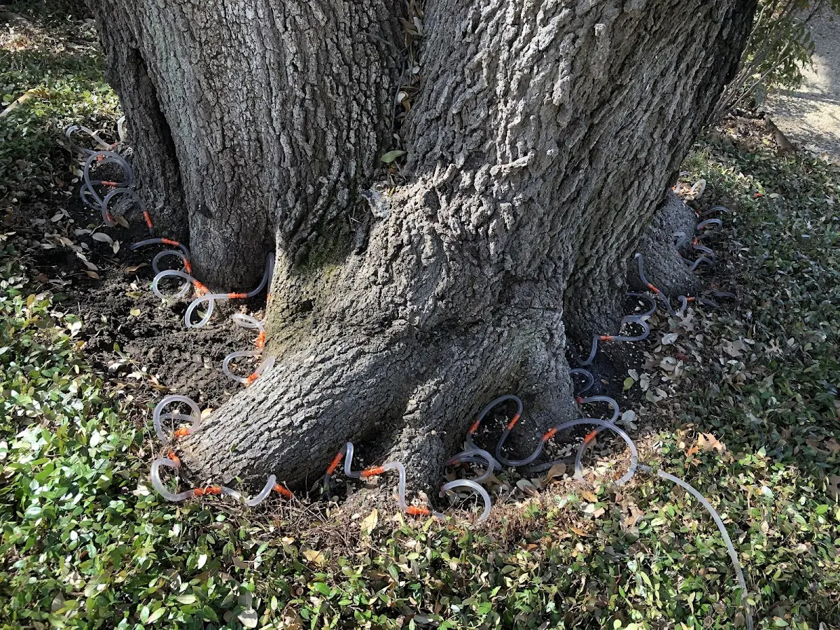 Detailed Tree Cabling and Bracing job site in Atkins