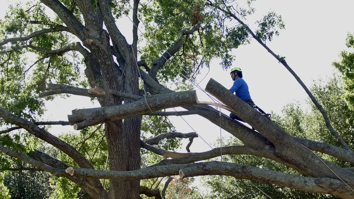 Professional Crown Thinning performed by certified arborists in Atkins